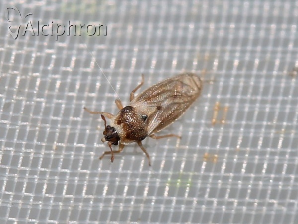 Piesma capitatum