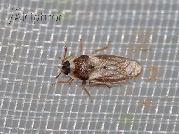 Piesma capitatum