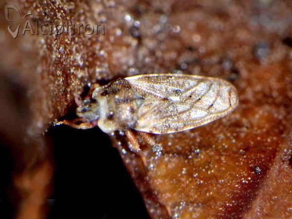 Piesma capitatum