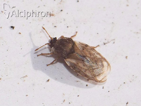 Piesma maculatum