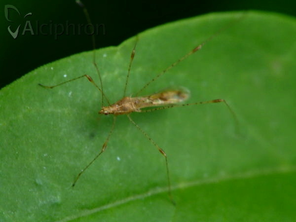 Metacanthus meridionalis