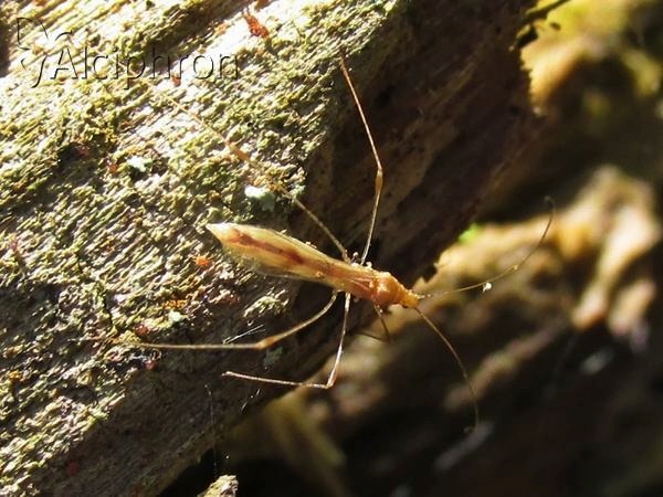Metacanthus meridionalis