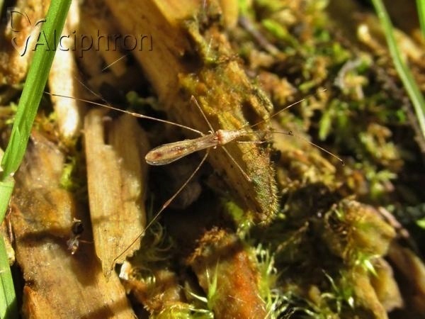 Metacanthus meridionalis