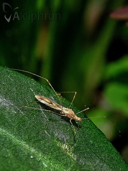 Metacanthus meridionalis