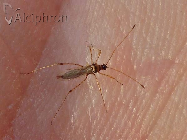 Gampsocoris culicinus