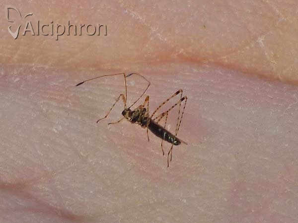 Gampsocoris culicinus
