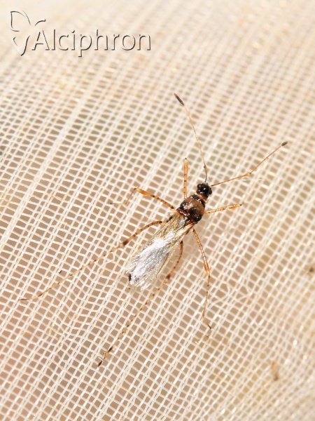 Gampsocoris culicinus
