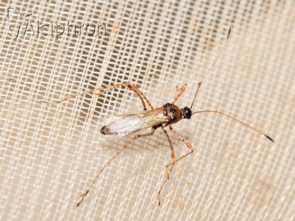 Gampsocoris culicinus