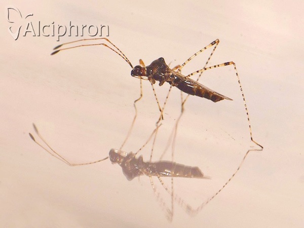 Gampsocoris culicinus