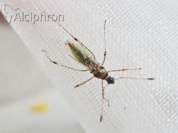 Gampsocoris punctipes