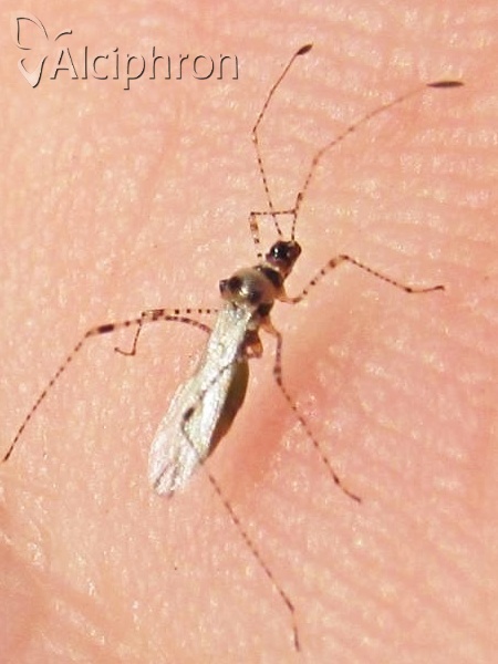 Gampsocoris punctipes
