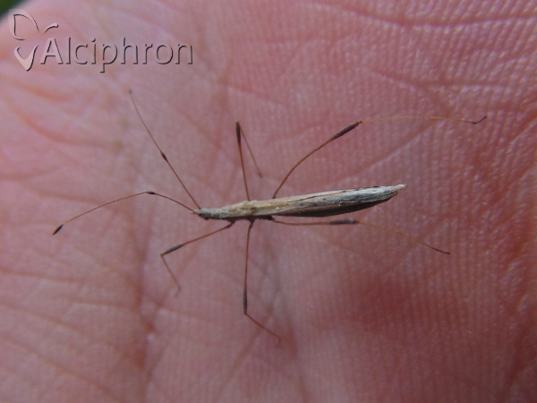 Neides tipularius