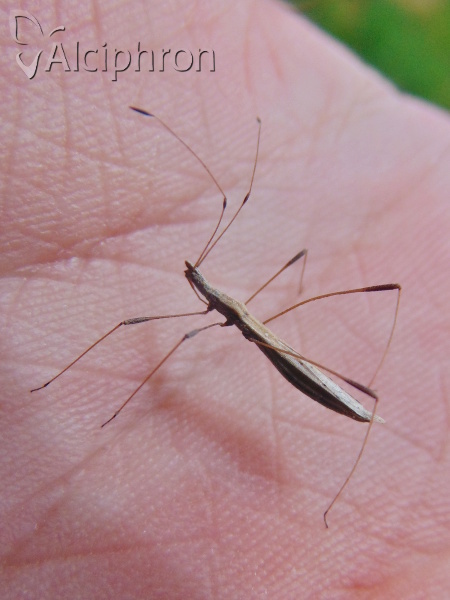 Neides tipularius