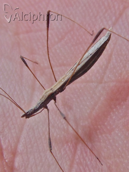Neides tipularius