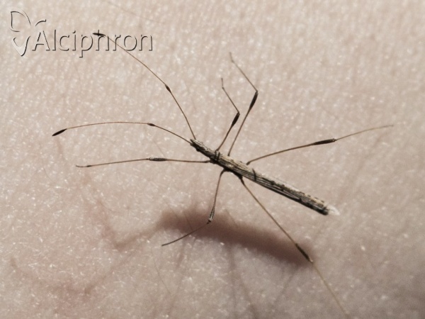 Neides tipularius
