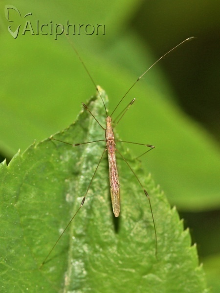 Apoplymus pectoralis