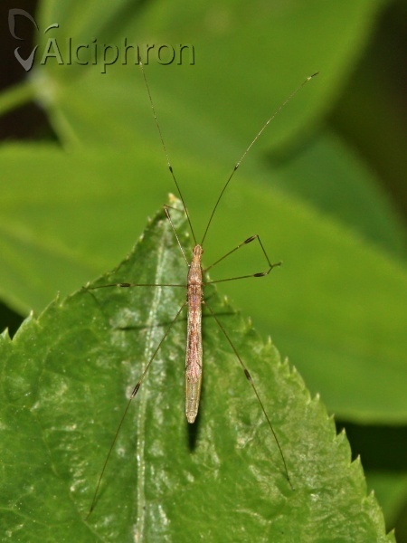 Apoplymus pectoralis