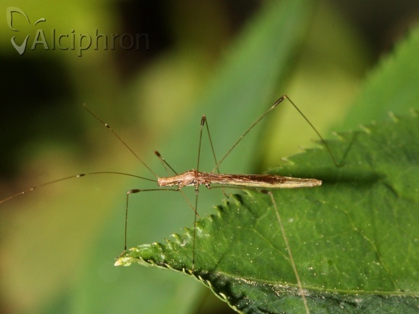 Apoplymus pectoralis