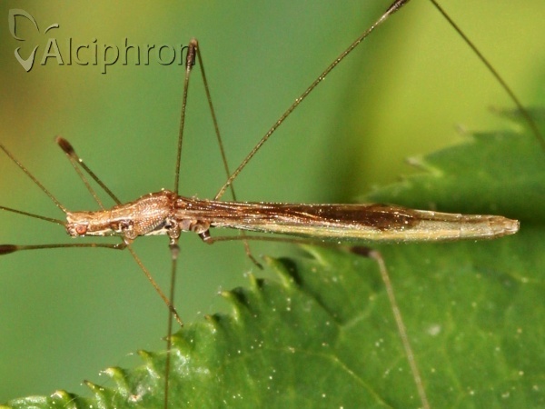 Apoplymus pectoralis