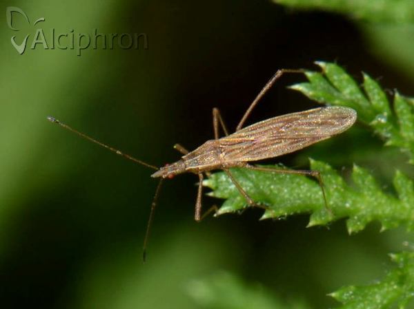 Berytinus clavipes