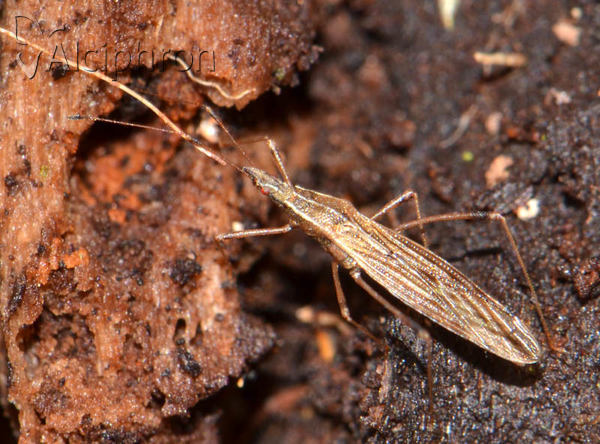 Berytinus clavipes