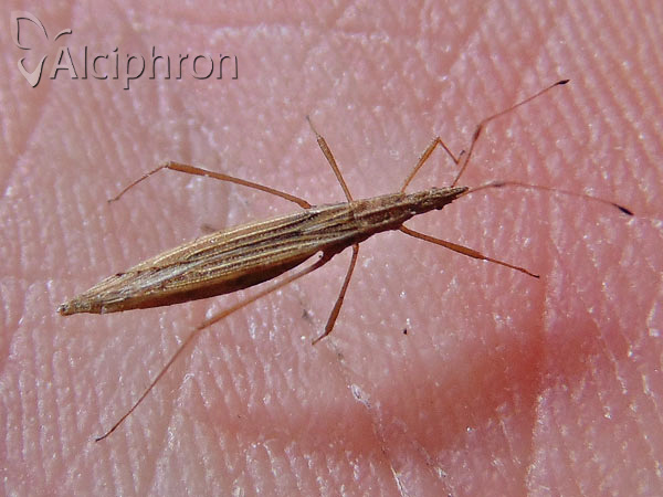 Berytinus clavipes