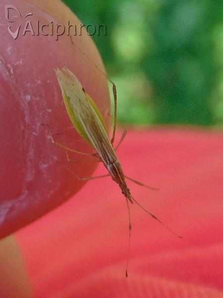 Berytinus hirticornis