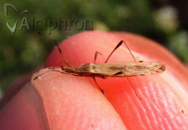 Berytinus crassipes
