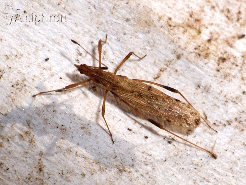 Berytinus montivagus