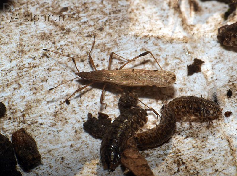 Berytinus montivagus