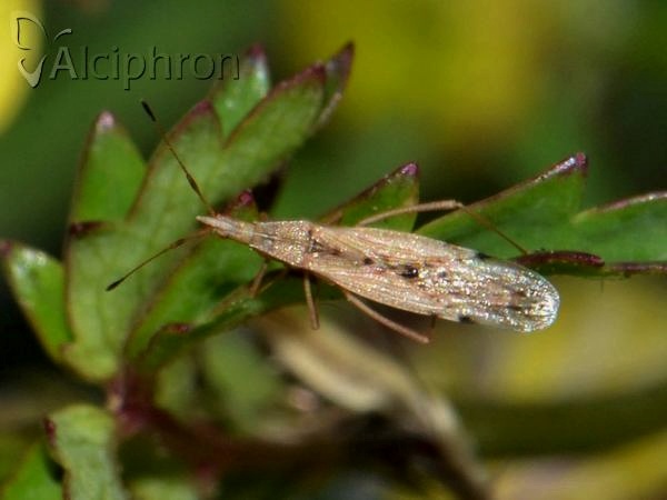 Berytinus signoreti