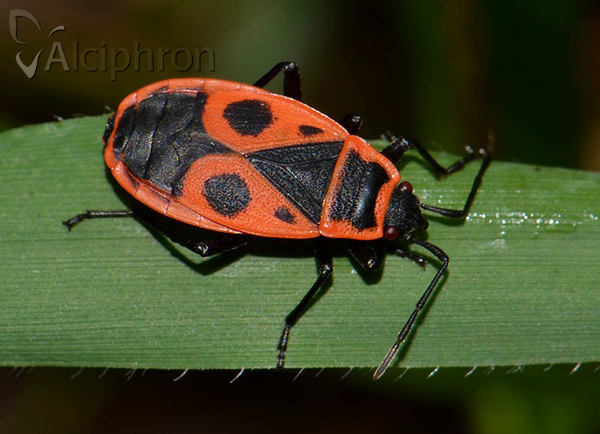 Pyrrhocoris apterus