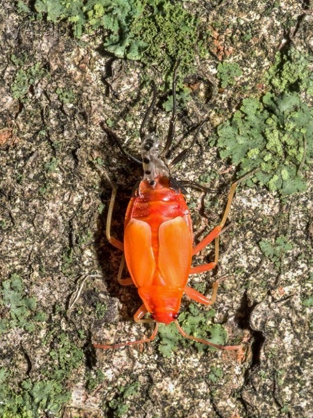 Pyrrhocoris apterus