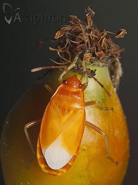 Pyrrhocoris apterus