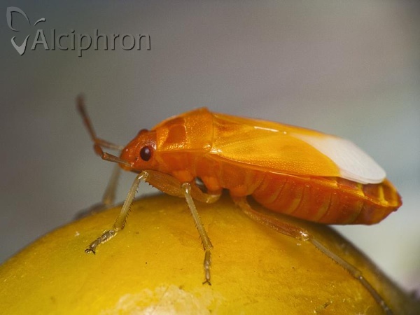 Pyrrhocoris apterus