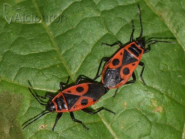 Pyrrhocoris apterus