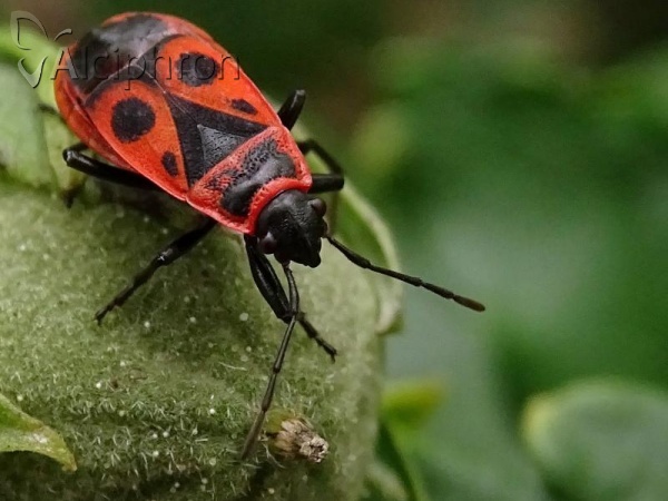 Pyrrhocoris apterus