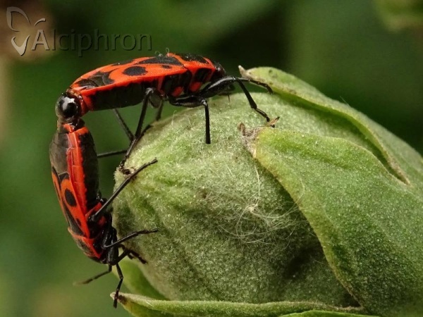 Pyrrhocoris apterus