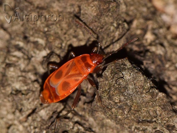 Pyrrhocoris apterus