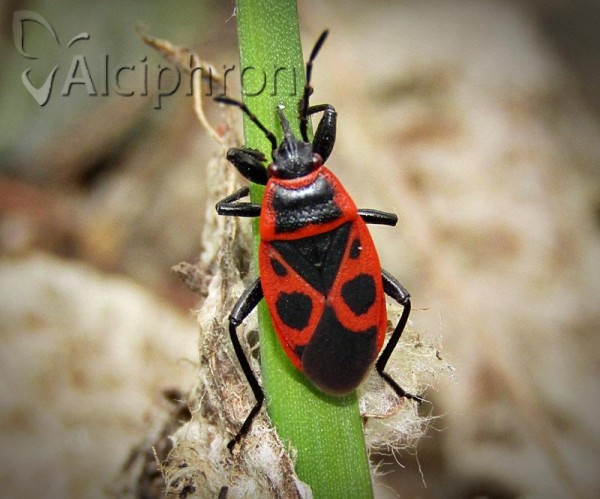 Pyrrhocoris apterus