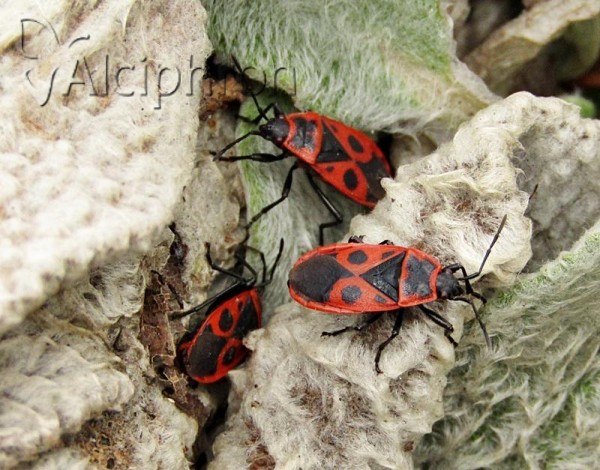 Pyrrhocoris apterus