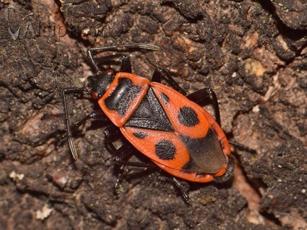 Pyrrhocoris apterus