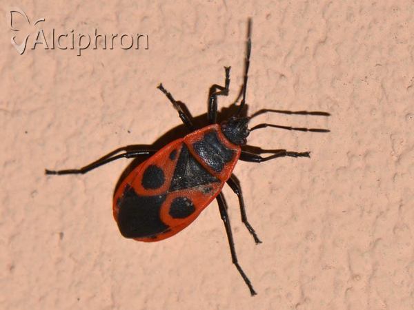 Pyrrhocoris apterus