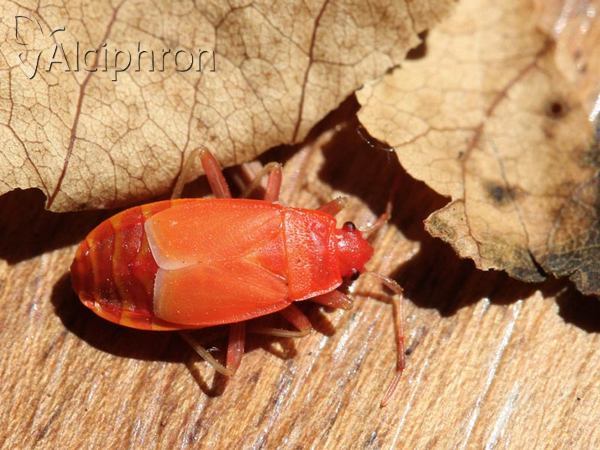 Pyrrhocoris apterus