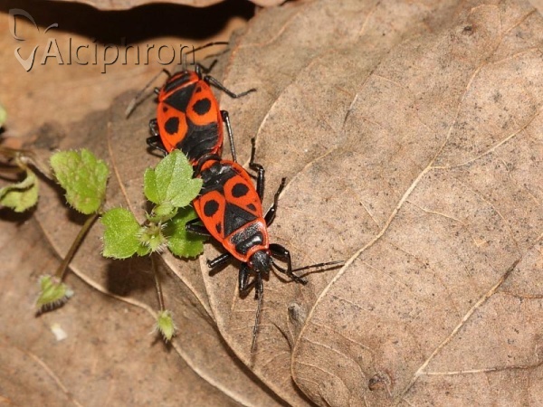 Pyrrhocoris apterus