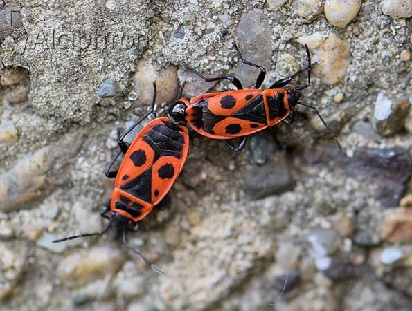 Pyrrhocoris apterus