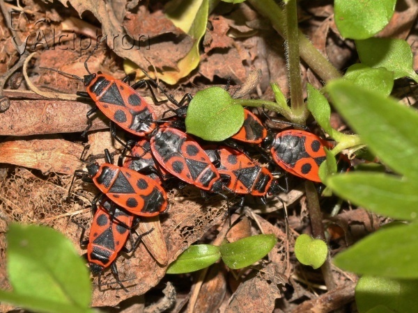 Pyrrhocoris apterus