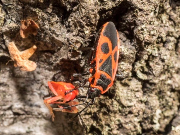 Pyrrhocoris apterus