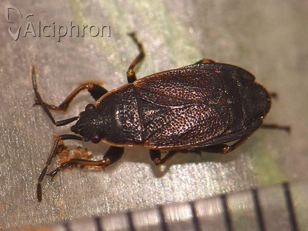 Pyrrhocoris marginatus