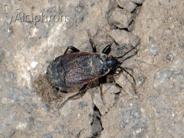 Pyrrhocoris marginatus